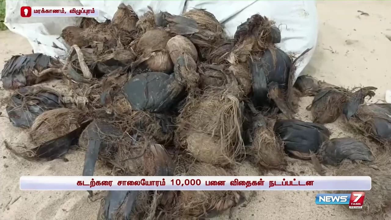 Palm Tree Conservation & Environmental Sustainability image 2
